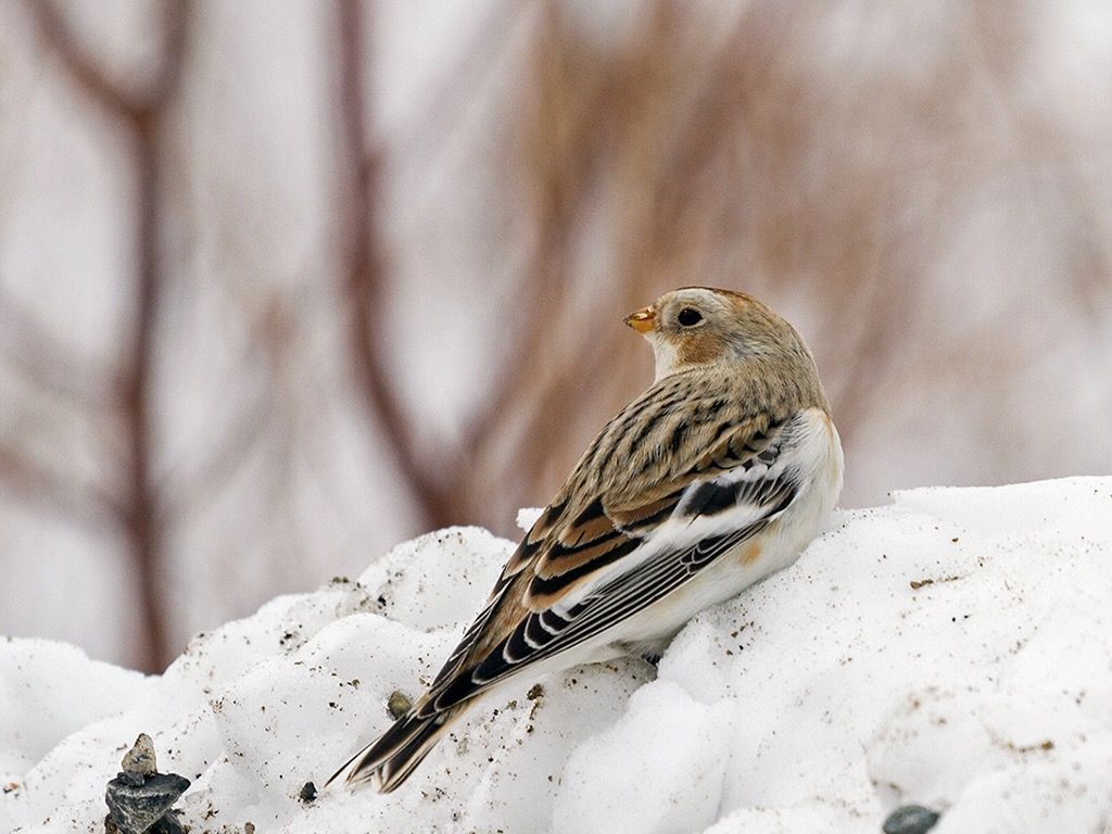 A female snow bunting wintering in Maine atop Mount Agamenticus by Charles J Homler is licensed under CC BY-SA 3.0.